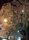 0331_sakura_after.jpg